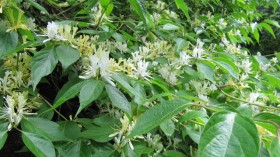 Invasive Honeysuckle Bushes Outcompete Native Species for Sunlight Tipping Kansas Ecosystem