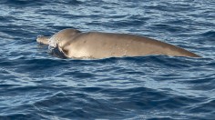 Gervais' Beaked Whale