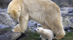 The polar bear cub, named Vicks, 