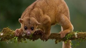 Kinkajou in Florida Petting Zoo Bites Birthday Girl Holding Lettuce as She Walked Over Enclosure