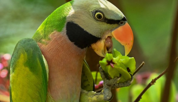 A stock photo of a parrot
