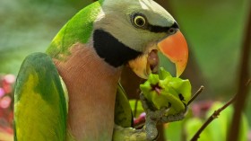 A stock photo of a parrot