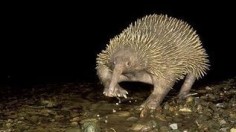 Attenborough's long-beaked echidna