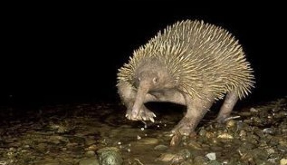 Attenborough's long-beaked echidna