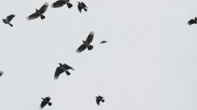 Eerie Murder of Crows Getting Worse as They Noisily Flock in a Maine City