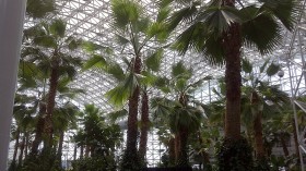 Navy Pier Palm Trees Left To Die as New Theater Starts Construction Next Year