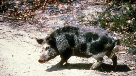 Feral Hogs Spread in Virginia, Rare Plants in Wildlife Refuge Under Threat