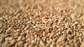 Ripe Wheat Ready For Late Harvest In Chernihiv Region