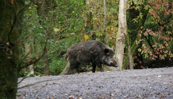 Wild Boar Population