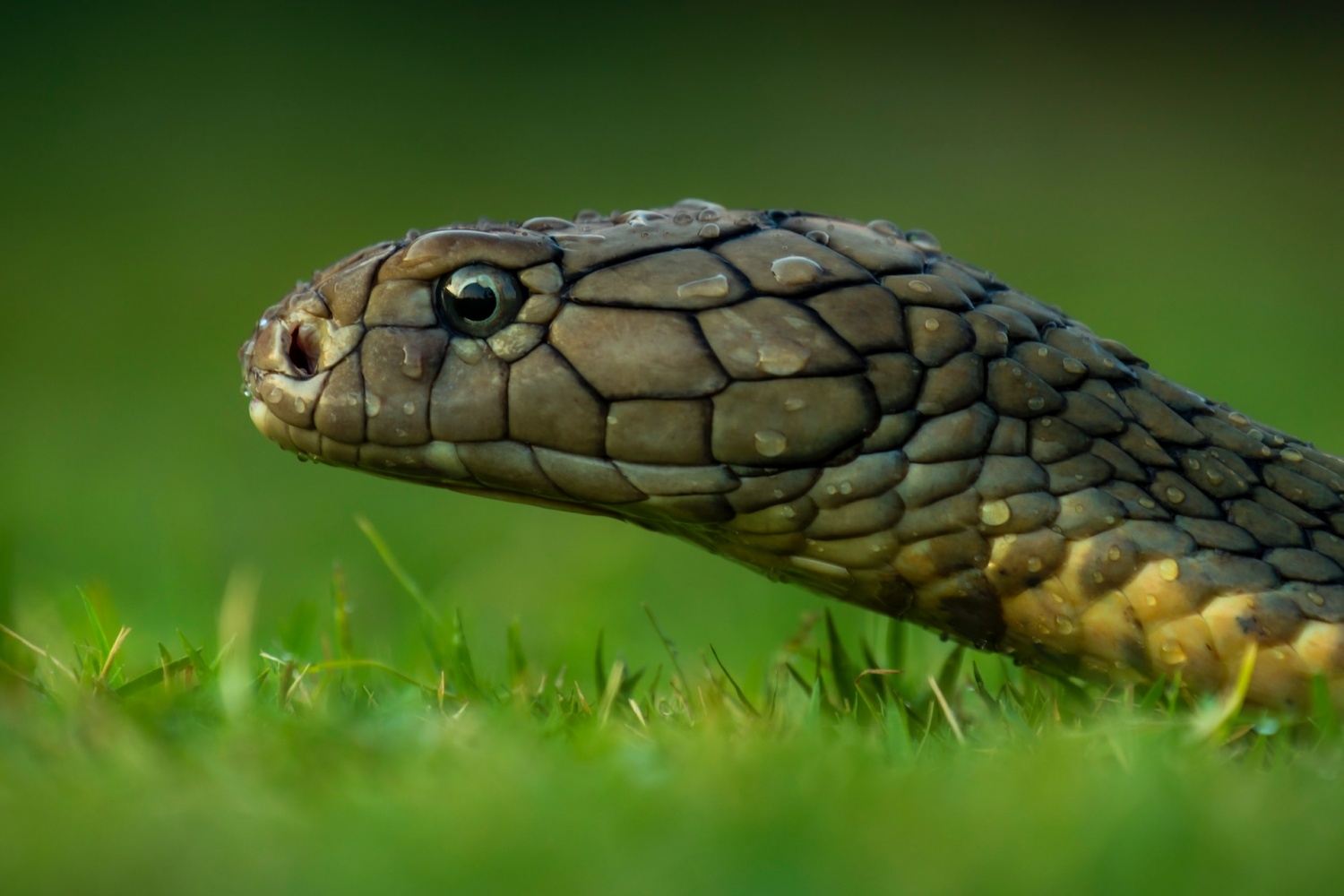 Snake With Legs: Snake Evolution Shows How These Ancient Reptiles ...