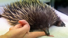 A stock photo of echidna