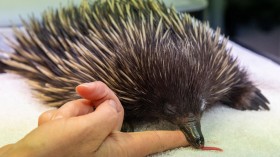 A stock photo of echidna