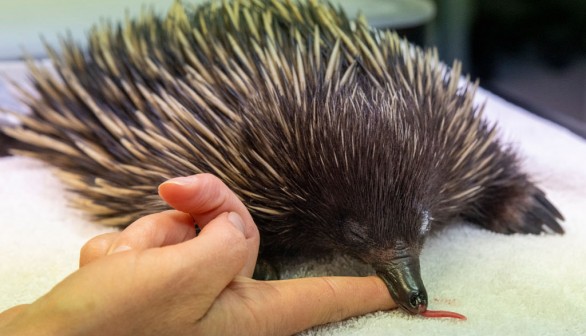 A stock photo of echidna