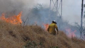 Wildfire Leaves Oahu Forest National Wildlife Refuge with Charred Trees, Several Bald Spots