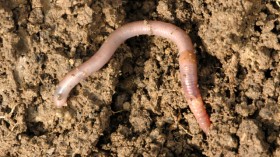 Invasive Asian Jumping Worm Population Soars in Its 100 Years in Maine