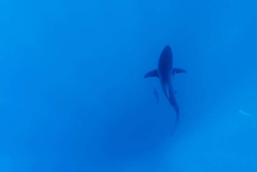 SAFRICA-ENVIRONMENT-OCEAN-SHARKS