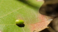 jumping gall wasp