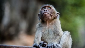 Chimeric Monkey Born Glowing Through Successful Stem Cell Experiment