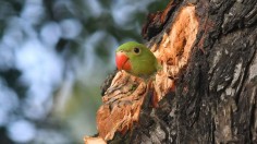 INDIA-ENVIRONMENT-BIRD