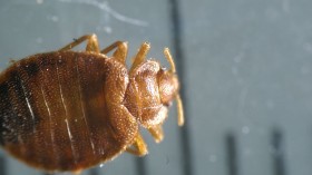 Hong Kong Bed Bug Outbreak