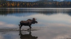 Moose Illegally Shot Dead and Left to Rot in Maine, $1000 Fine With Jail Time Awaits Shooter