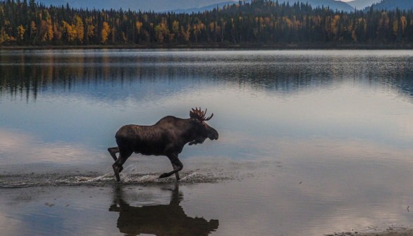 Moose Illegally Shot Dead and Left to Rot in Maine, $1000 Fine With Jail Time Awaits Shooter
