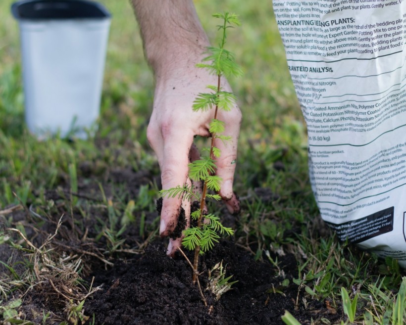 1700 Trees Planted in New York Town to Achieve Statewide Climate Goals