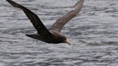 CHILE-ENVIRONMENT-SCIENCE-ANIMAL-PETREL