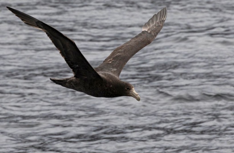 CHILE-ENVIRONMENT-SCIENCE-ANIMAL-PETREL