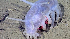 Sea Pig