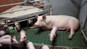 FRANCE-ANIMAL-AGRICULTURE
