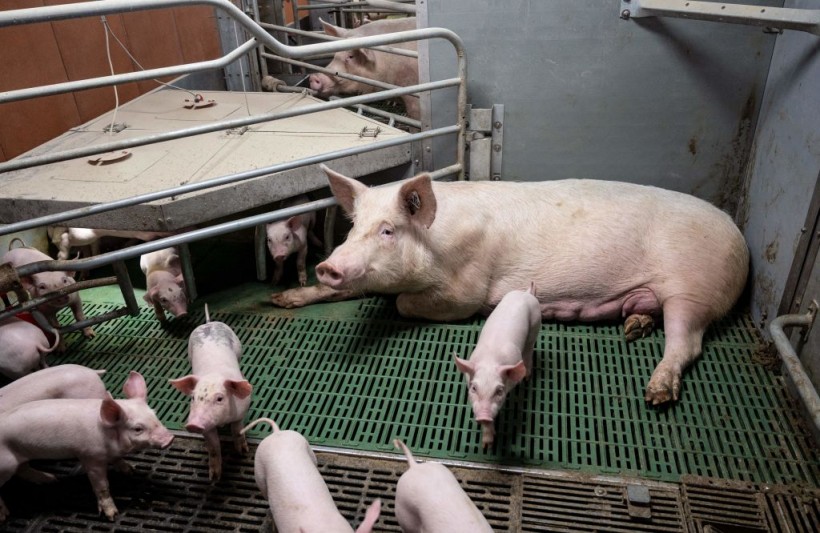 FRANCE-ANIMAL-AGRICULTURE