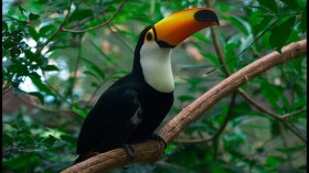 tucan