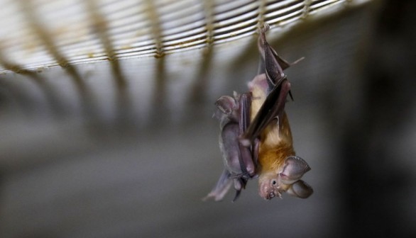 A photo of a bat