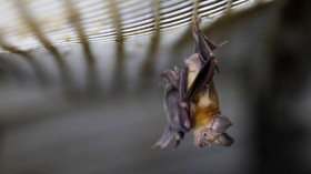 A photo of a bat