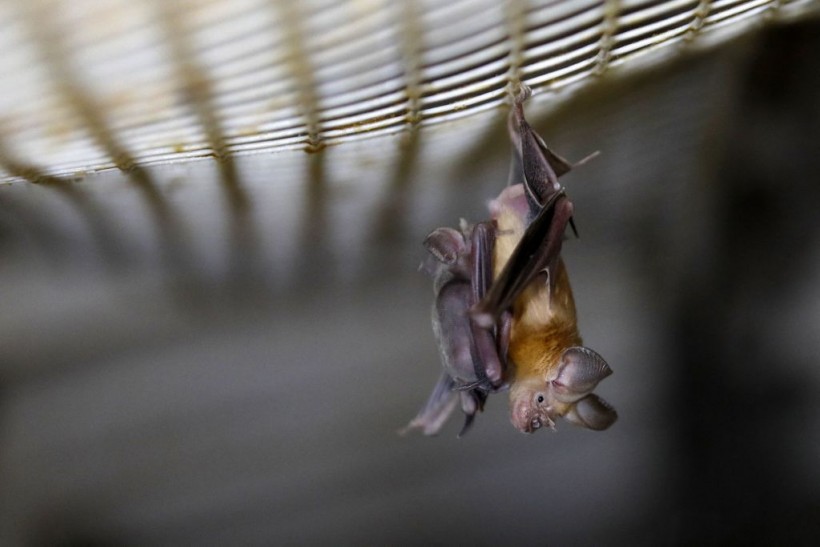 A photo of a bat