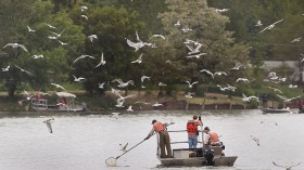 A photo of Monitoring Asian Carp in Chicago.