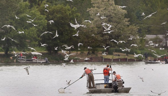 A photo of Monitoring Asian Carp in Chicago.