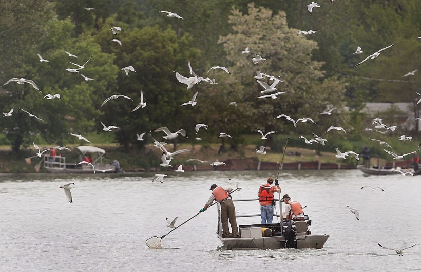 A photo of Monitoring Asian Carp in Chicago.
