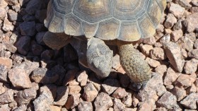 Mojave desert tortoise