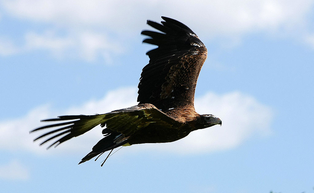 Like the phoenix, Australia's giant birds of prey rise again from limestone  caves