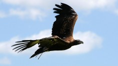A wedge-tailed eagle or eaglehawk (Aquil