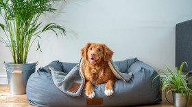 brown short coated dog on gray couch