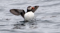 An atlantic puffin