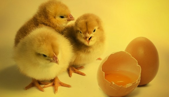Chicken or Egg Dilemma