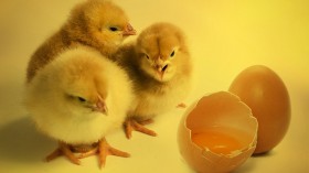 Chicken or Egg Dilemma