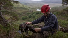 Golden Eagles Are Tagged As Part Of National Survey