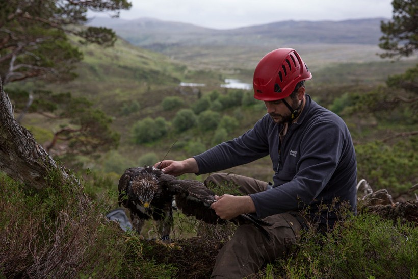 Golden Eagles Are Tagged As Part Of National Survey