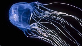 box jellyfish