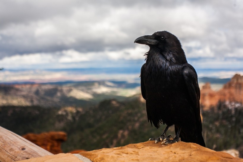 Talking Crow